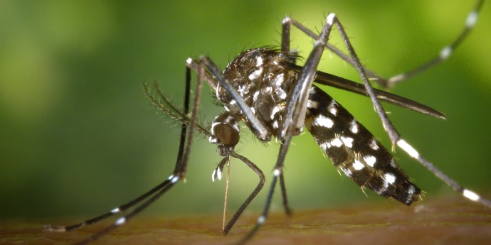 Mosquito control in Trinidad