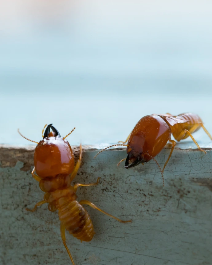 Residential pest control in Trinidad
