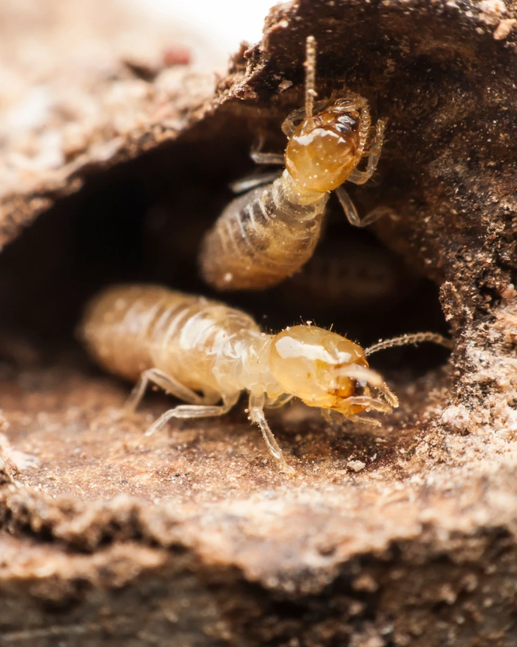 Termite treatment in Trinidad