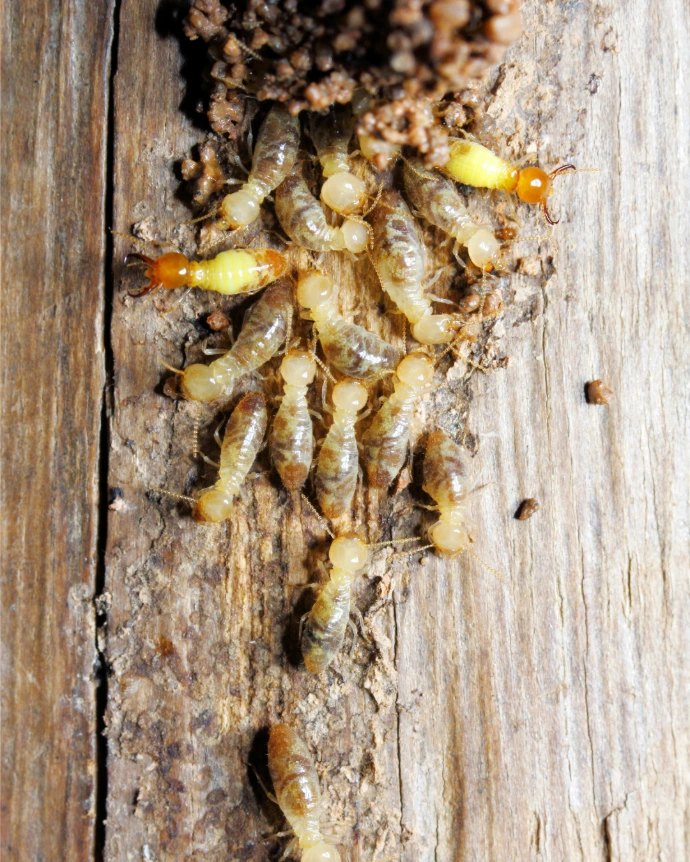 Termite treatment in Trinidad