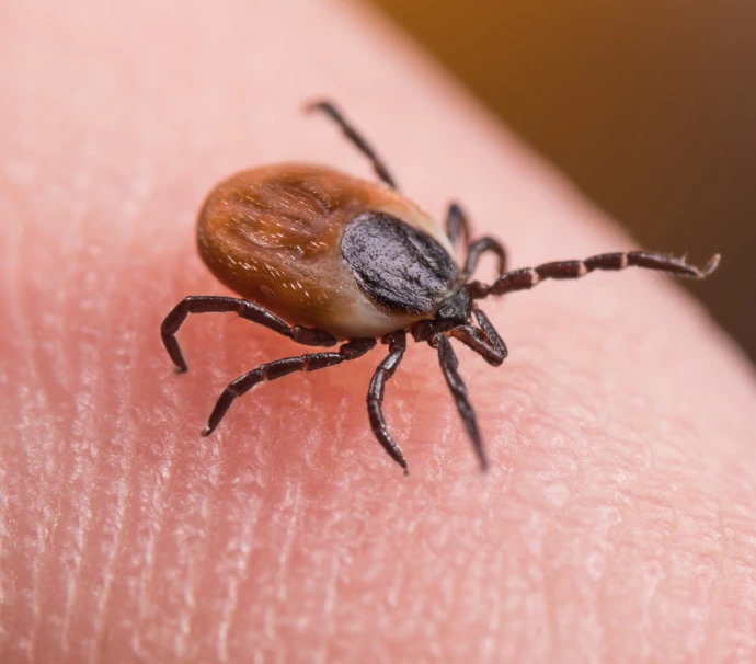Residential pest control in Trinidad