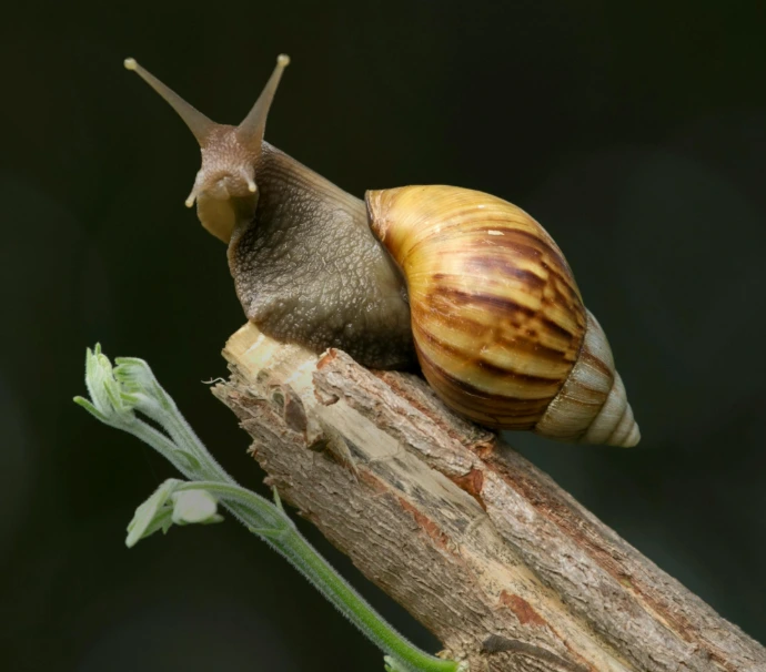 Residential pest control in Trinidad
