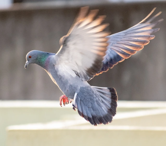 Residential pest control in Trinidad