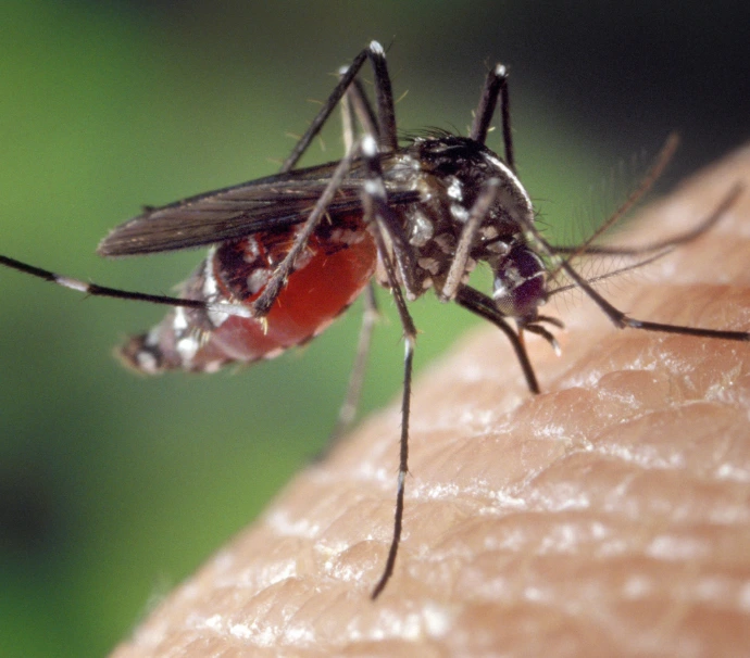 Residential pest control in Trinidad