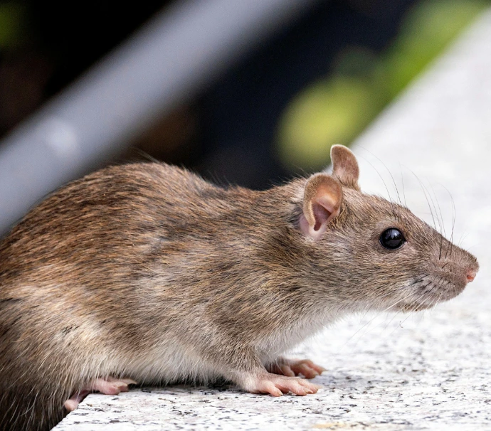 Residential pest control in Trinidad