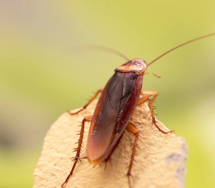 Residential pest control in Trinidad