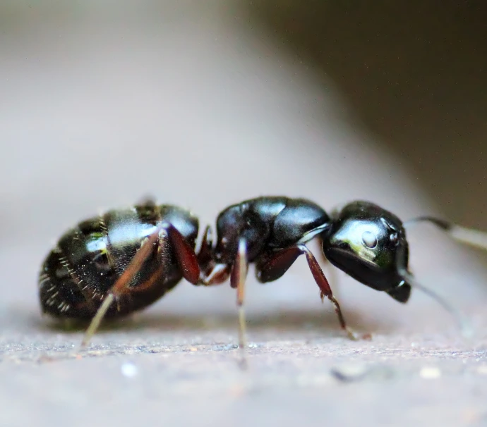 Residential pest control in Trinidad